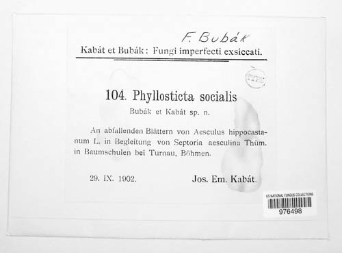 Phyllosticta socialis image